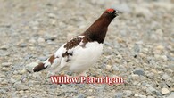 <strong>Willow Ptarmigan:</strong> Willow ptarmigans will change to white winter feathers, which provide insulation and camouflage. Their ability to blend into snowy shrubs protects them from foxes and raptors during long Arctic winters. (Image: Canva)