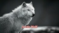 <strong>Arctic Wolf:</strong> Arctic wolves develop a thick white winter coat that camouflages them in icy landscapes. This seasonally appearing coat allows for quiet stalking of prey in extreme cold across the far northern tundra. (Image: Canva)