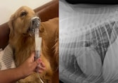Not just humans, Delhi smog puts dog on nebuliser support after Bronchitis diagnosis: 'Air so sh*t...'