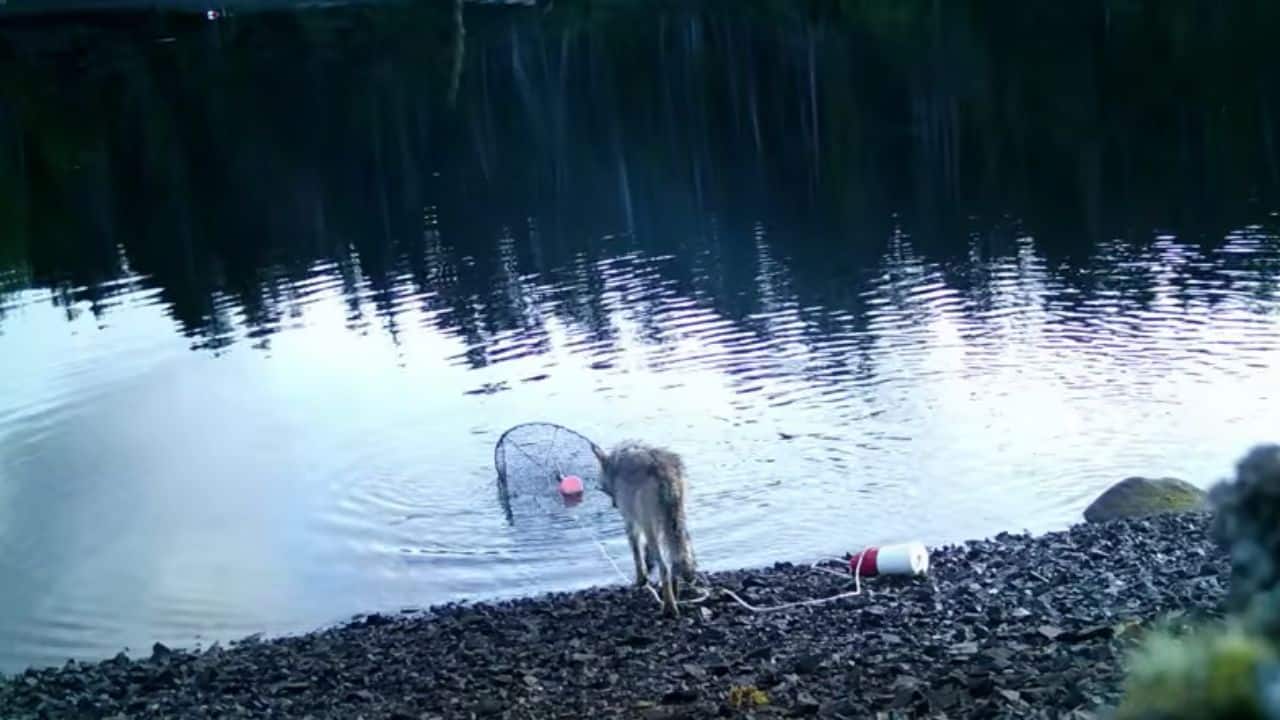 Watch: Wolf outsmarts crab trap for a snack in what may be first tool use by a wild canid