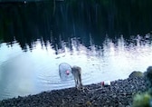 Watch: Wolf outsmarts crab trap for a snack in what may be first tool use by a wild canid