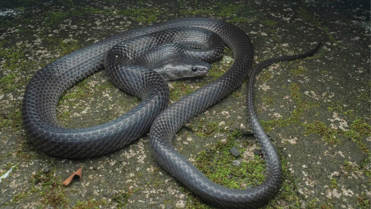 Slender new wolf snake discovered on Nicobar Island named after Steve Irwin