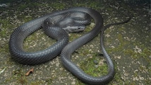 Slender new wolf snake discovered on Nicobar Island named after Steve Irwin