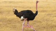 <strong>Ostrich:</strong> It uses its huge size and strong legs for defence. One kick forward may seriously injure or even kill a human who approaches it too closely. (Image: Canva)