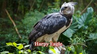<strong>Harpy Eagle:</strong> The talons of the harpy eagle are huge and can easily crush bones. This strong, big bird, with its territorial instincts, makes it one of the most dangerous raptors in the world. (Image: Canva)