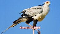 <strong>Secretary Bird:</strong> Known for hunting on foot, the secretary bird delivers precise, lethal stomps that kill snakes and small animals. Such powerful strikes may indeed be dangerous to humans. (Image: Canva)