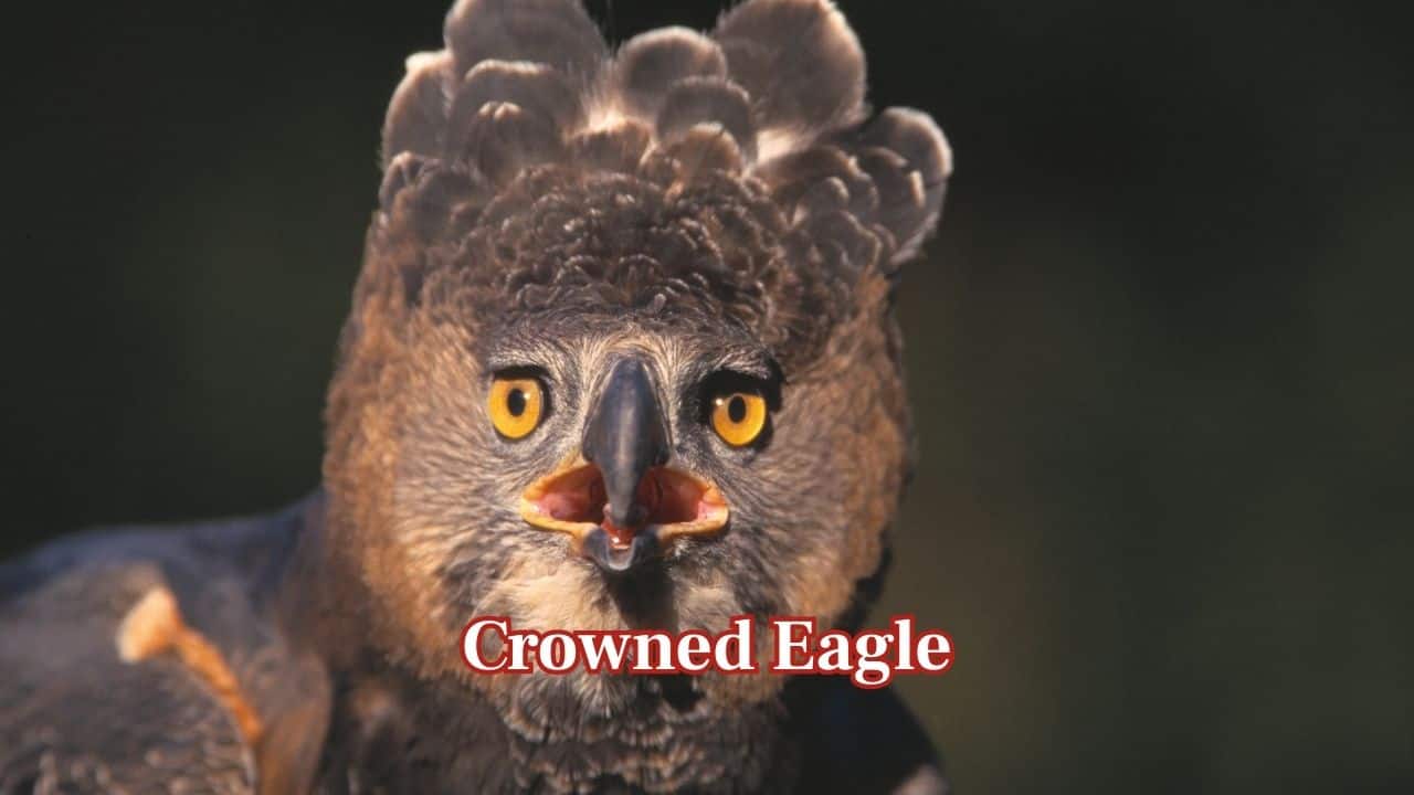 Crowned Eagle: The crowned eagle of Africa is strong enough to prey upon monkeys and small antelopes. Some rare reports show that it can attack children due to its fierce hunting behaviour. (Image: Canva)