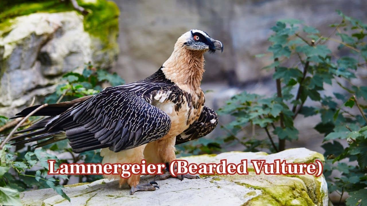 Lammergeier (Bearded Vulture): This vulture primarily feeds on bones but can become aggressive in defence of food or territory. Its size, strength, and sharp talons pose risks to any intruder. (Image: Canva)