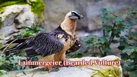 <strong>Lammergeier (Bearded Vulture):</strong> This vulture primarily feeds on bones but can become aggressive in defence of food or territory. Its size, strength, and sharp talons pose risks to any intruder. (Image: Canva)