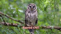 <strong>Barred Owl:</strong> Territorial and protective, the barred owl will attack if the nesting area is disturbed. The sharp talons, coupled with silent flight, make for swift, strong strikes. (Image: Canva)
