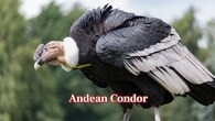 <strong>Andean Condor:</strong> It is huge, powerful, and aggressive in defence of carrion or territory; the strong beak and heavy build can injure humans when they get too close. (Image: Canva)
