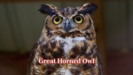 <strong>Great Horned Owl:</strong> The great horned owl is very aggressive when cornered. Strong talons and swift attacks combine to make them inflict deep cuts and serious injuries when defending themselves or their territory. (Image: Canva)