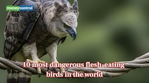 World’s deadliest flesh-eating birds: Meet the feathered predators you should never approach