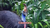 <strong>Cassowary:</strong>  The cassowary has been generally described as the world’s most dangerous bird. Its 12-cm dagger claw and powerful kicks can cause fatal injuries when the bird feels threatened or provoked. (Image: Canva)