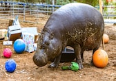 World's oldest pygmy hippo marks 52nd birthday in California, winning hearts everywhere