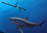 Scientists reveal 115-million-year-old giant shark discovery