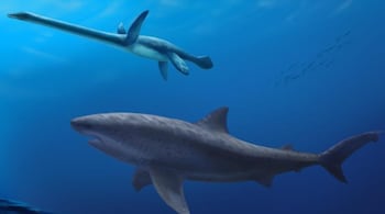Palaeontologists have discovered a giant shark that lived 115 million years ago. (Image: Polyanna von Knorring/Swedish Museum of Natural History)