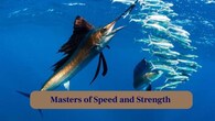 <strong>2. Masters of Speed and Strength:</strong> These ocean predators reach speeds of up to 50 mph, leaping powerfully above waves in dramatic, awe-inspiring displays of force. (Image: Canva)