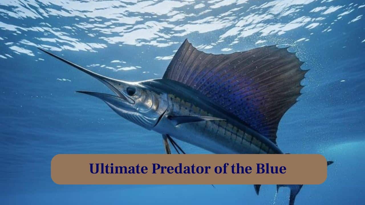 <strong>3. Ultimate Predator of the Blue:</strong> Every movement is calculated; their streamlined body allows stealthy approaches before a sudden, explosive attack on unsuspecting prey. (Image: Canva)