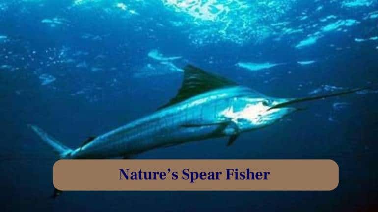 <strong>5. Nature's Spear Fisher:</strong> Their long, spear-like rostrum is not just for show, it stuns prey and helps them dominate their watery hunting grounds. (Image: Canva)