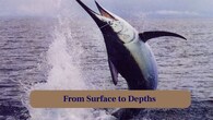 <strong>6. From Surface to Depths:</strong> They dive hundreds of feet to hunt, blending agility and strength in a stunning display of underwater mastery. (Image: Canva)