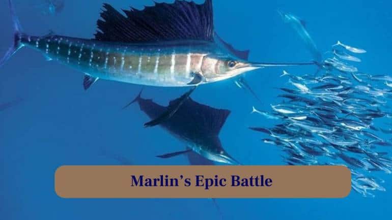 <strong>7. Marlin's Epic Battle:</strong> Anglers worldwide seek these giants, enduring exhausting fights that test stamina, skill and respect for nature’s ocean titan. (Image: Canva)