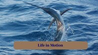 <strong>8. Life in Motion:</strong> From sudden leaps to deep dives, every moment captures the Giant Marlin’s relentless energy and vitality in the water. (Image: Canva)