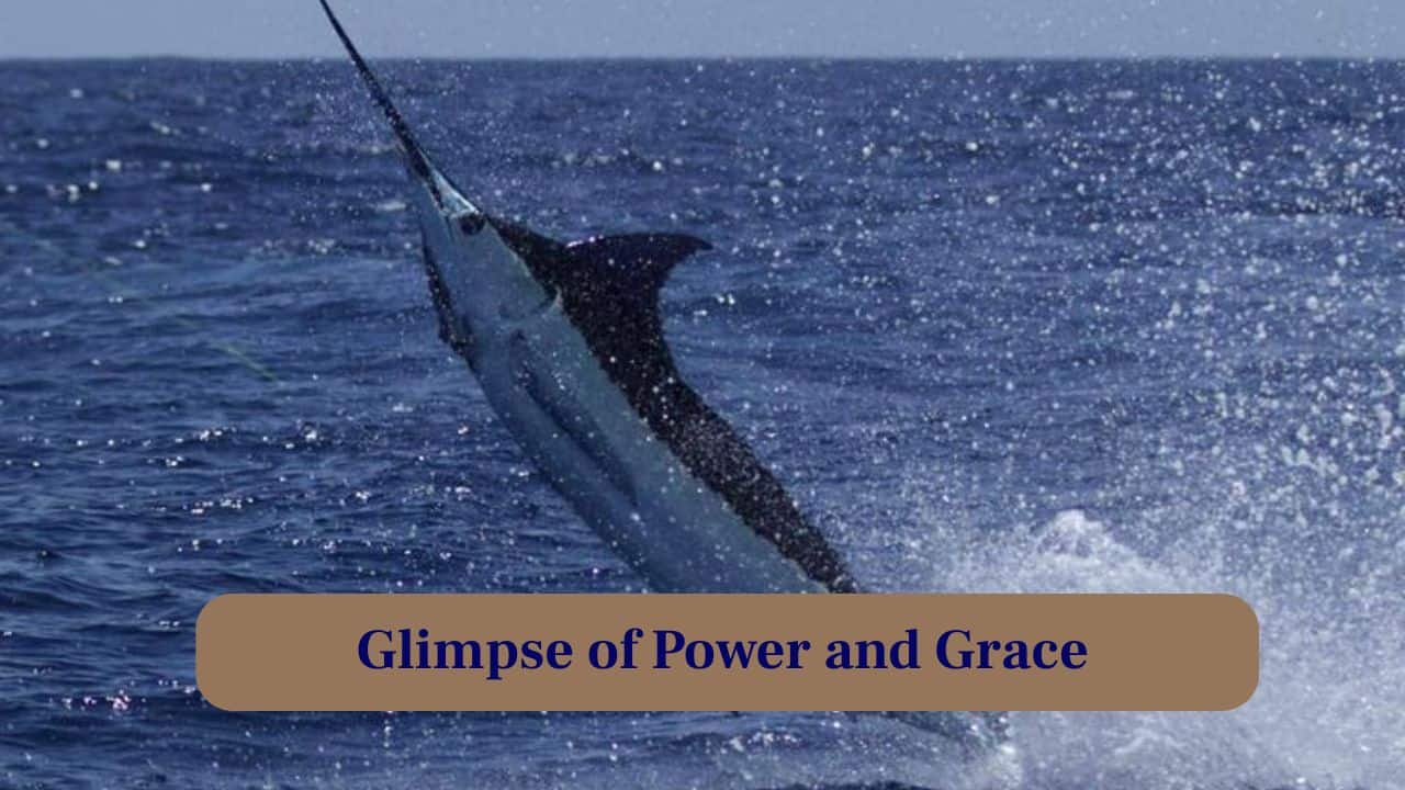 <strong>9. Glimpse of Power and Grace:</strong> Every muscle, every fin, moves with precision, combining brute force and elegance that captivates photographers and marine biologists alike. (Image: Canva)