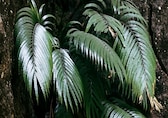Scientists stunned: This fern creates rare-earth crystals naturally