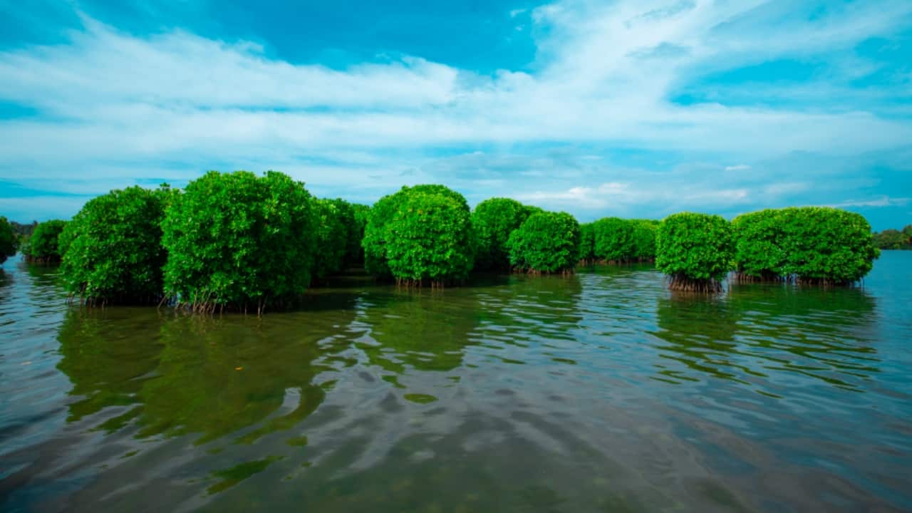 <strong>2. Kavvayi Island, Kannur</strong><br />Tucked near Payyanur, Kavvayi Island is a serene escape shaped by lagoons, quiet waterways and untouched backwater beauty. It’s the kind of place where kayaks replace cars, sunsets feel slower and solitude becomes a luxury you don’t have to chase. (Image: Kerala Tourism)