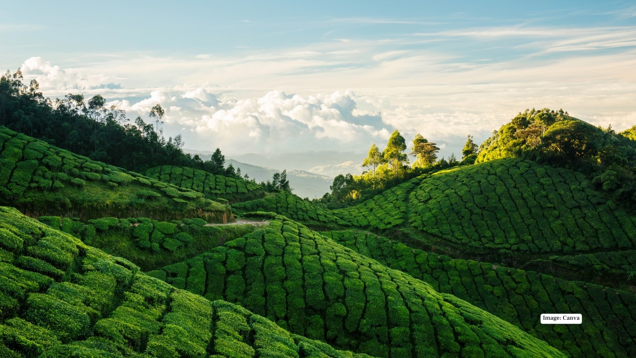 <strong>4. Munnar Tea Gardens</strong><br />Munnar’s hills aren't just green — they’re an ocean of tea. Rolling plantations stretch across the horizon, interrupted only by fog, winding roads and the sweet smell of freshly plucked leaves. It’s one of the most photographed and peaceful corners of the Western Ghats.