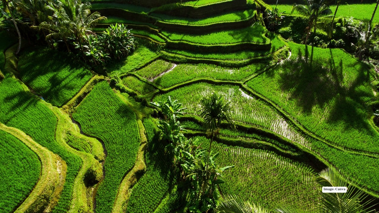 2. Tegallalang’s Layered Green Dream The terraces of Tegallalang are where Bali shows off. Green upon green sweeps down the valley, shimmering in the late-afternoon sun like silk being gently shaken. Slip away from the viewing decks and tuck into a quieter spot overlooking the tiers. There’s something deeply intimate about proposing here—just you, her, and the soft rustle of rice fields that have watched a thousand love stories unfold.