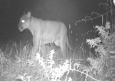 Study reveals how these four wild cats share the same forest territory of Guatemala