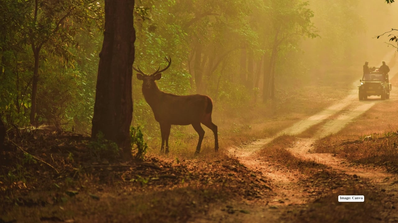 Jharkhand launches jungle safari in Netarhat: Timings, prices and everything you need to know