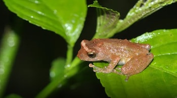 Scientists discovered 13 new bush frog species in Northeast India. (Image: Wildlife Institute of India)