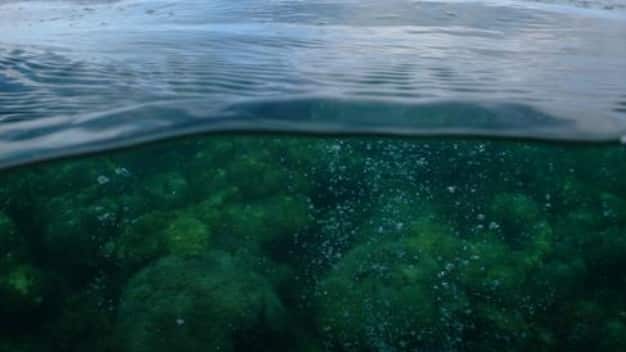 Algae to replace corals by 2100? Volcanic sites show a troubling future