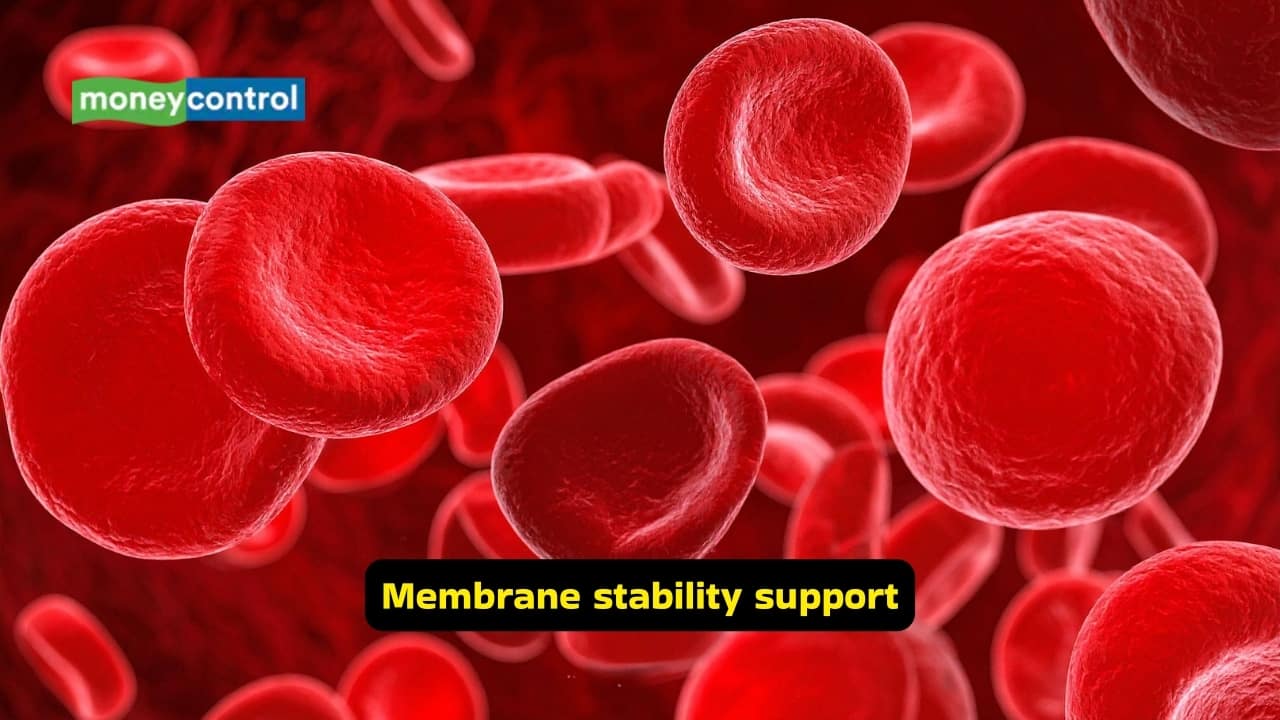 <strong>Membrane stability support</strong><br />Vitamin E is present in the lipid membranes, and thus stabilises them and helps in preventing their breakdown. It also protects red blood cells and the nervous tissue, along with the muscle cells, as they are more susceptible to oxidative stress. A deficiency of vitamin E may lead to fragile red blood cells.