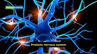 <strong>Protects nervous system</strong><br />The nerve cells of the nervous system are safeguarded by vitamin E from oxidative stress. When the body does not have sufficient amounts of this vitamin, neuropathy and impaired balance may be noticed. It also leads to muscle weakness, and can cause developmental delays in children.