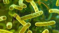 <strong>Common Bacterial Culprits</strong><br />There are a number of bacteria responsible for causing food poisoning, like Salmonella, Staphylococcus aureus, and E. coli. Others include Campylobacter and Vibrio cholerae, which contaminate improperly cooked food. Poor hygiene and cross-contamination also increase the risk of food poisoning. (Picture Credit: Canva)
