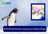 H5N1 bird flu reaches Antarctica as climate change shifts wildlife