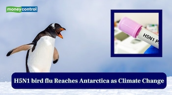 H5N1 bird flu reaches Antarctica (Image: Canva)