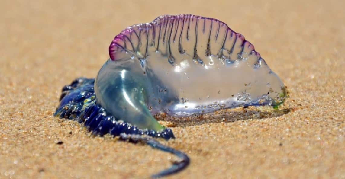 New blue jellyfish species, nicknamed as "samurai jellyfish" found in Japanese waters