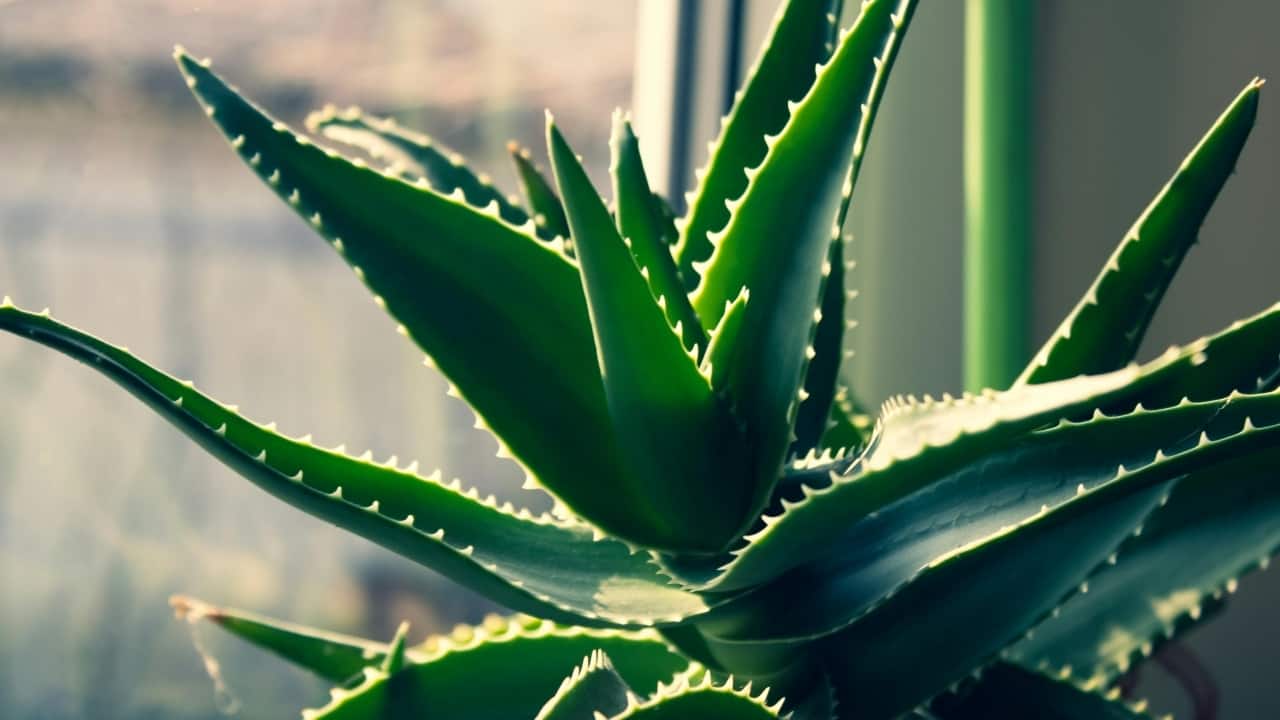 Aloe vera can soothe your tired and dry skin from makeup overload, here's how
