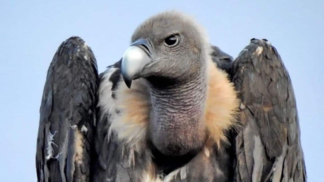 Meet ‘Marich’: The injured vulture that flew 15,000 Km across four countries and returned to India