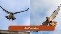 <strong>1. Sky Predators:</strong> Falcons and hawks dominate the skies, each with unique hunting styles, sharp eyesight and powerful wings built for survival. (Image: Canva)