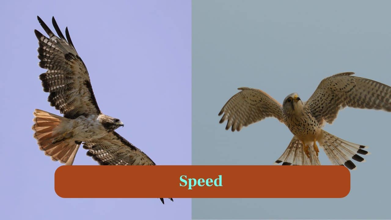 <strong>2. Speed:</strong> Falcons are unmatched in speed, diving over 200 mph to catch prey, while hawks rely on calculated bursts of flight. (Image: Canva)