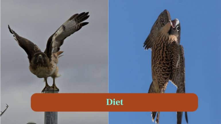 <strong>3. Diet:</strong> Falcons target birds and small mammals, while hawks eat rodents, reptiles and occasionally other birds, adapting to their environments. (Image: Canva)