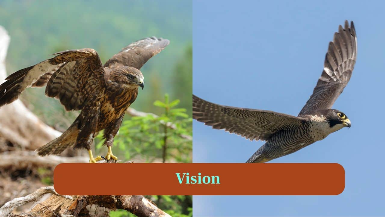 <strong>4. Vision:</strong> Both species possess incredible eyesight, spotting prey from great distances. Falcons excel in detecting movement mid-air at high speed. (Image: Canva)