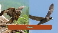 <strong>4. Vision:</strong> Both species possess incredible eyesight, spotting prey from great distances. Falcons excel in detecting movement mid-air at high speed. (Image: Canva)