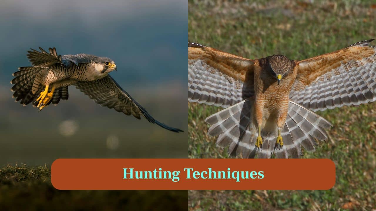 <strong>5. Hunting Techniques:</strong> Falcons dive with precision. The hawks use stealth, ambushing prey from trees or soaring high before striking accurately. (Image: Canva)